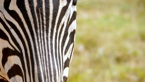 Static-shot-of-flys-walking-across-a-zebra-face-in-the-endless-plains