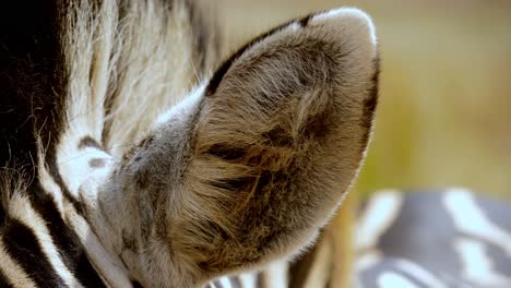 A-Macro-shot-of-a-zebra's-ears-with-a-fly-flying-around-annoying-it