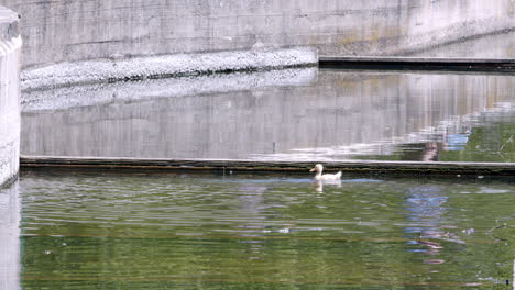 Little-Ducks-swimming-on-water.-bathing-duck