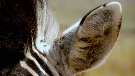 Makroaufnahme-Eines-Zebraohrs,-Das-In-Der-Wildnis-In-Tansania-Zuckt