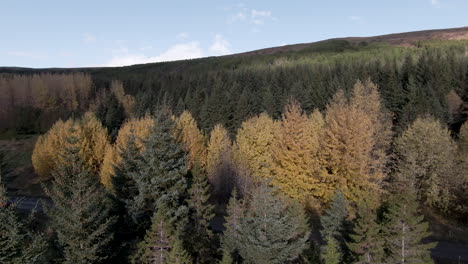 Slow-footage-above-colorful-autumn-pine-forest