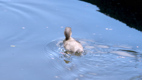 Ente-Schwimmt-Auf-Dem-Wasser