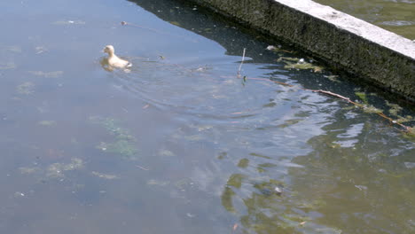 -Bathing-duck