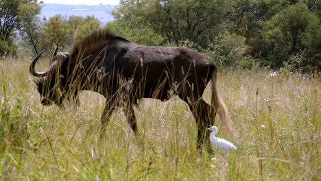 Tracking-shot-of-a-wildebeest-walking-away-through-the-long-grass