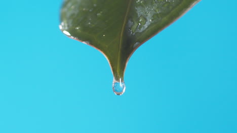 Wassertropfen-Tropfen-Vom-Grünen-Blatt-Auf-Den-Blauen-Hintergrund