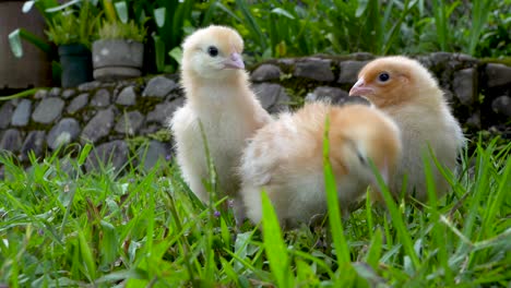 Yellow-baby-chicks-walk-toward-camera-at-eye-level,-peck-at-grass