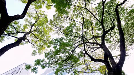 Rotation-Der-Grünen-Blätter-Zweige-Von-Großen-Regenbäumen,-Die-Sich-Auf-Grünem-Rasen-Unter-Sonnenscheinmorgen-Ausbreiten,-Viele-Bäume-Im-Hintergrund-Im-öffentlichen-Park-In-Singapur