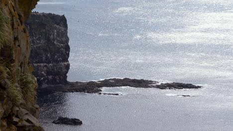 Seagull-birds-flying-at-Latrabjarg-cliffs,-Iceland-Westfjords