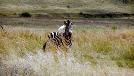 Static-shot-of-a-zebra-standing-with-an-egret-flying-off-its-back-in-the-grasslands