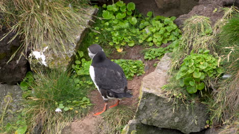 Puffin-with-dirty-plumage-turning-back-to-camera