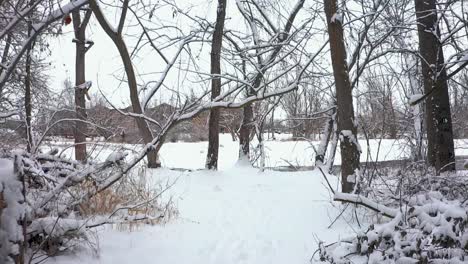 Shot-pushing-through-trees-covered-in-snow-to-get-to-a-river-bank