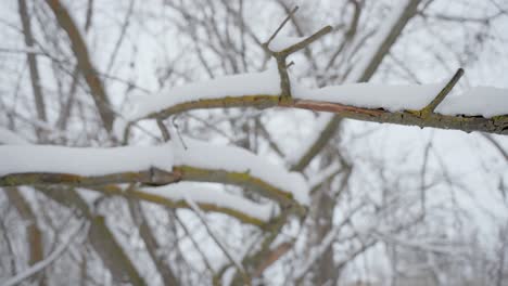 Shot-of-snow-and-ice-built-up-on-tree-branches