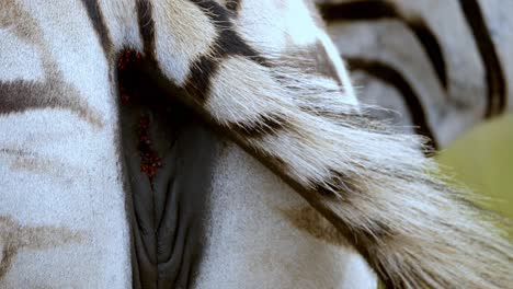 Close-up-shot-of-a-zebra's-backside-with-its-tail-swinging