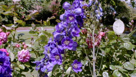 Close-up-of-purple-flowers-in-a-garden-in-the-wind