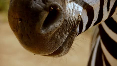 Macro-shot-of-flies-moving-around-on-a-zebras-nose