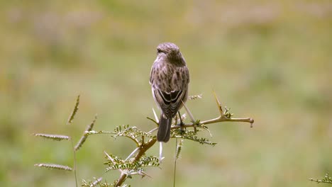 Static-shot-of-a-female-African-Stone-Chat-sitting-perched-on-a-small-branch