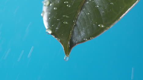 Drops-of-water-drip-from-the-green-leave-down-on-the-blue-background