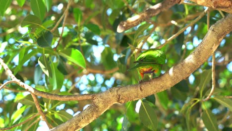 Close-up-shot-of-the-back-of-a-wild-rainbow-lorikeet-walking-on-tree-branch,-excrete-guano,-nitrogenous-waste-against-green-foliage-background-in-bright-daylight