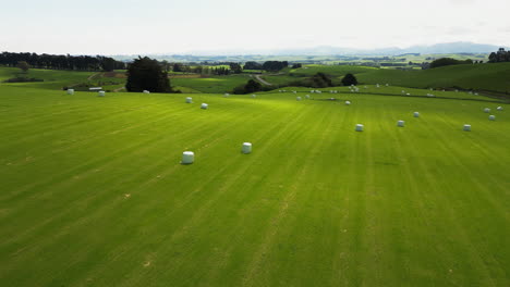 White-haybale-rolls-in-vibrant-landscape-of-New-Zealand,-aerial-view