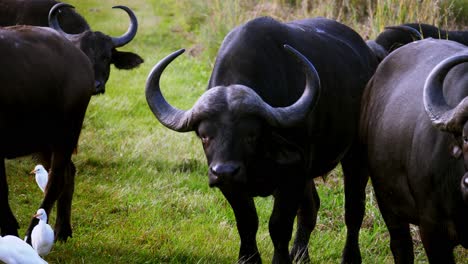 Racking-shot-of-a-herd-of-buffalo-walking-along-the-side-of-a-road