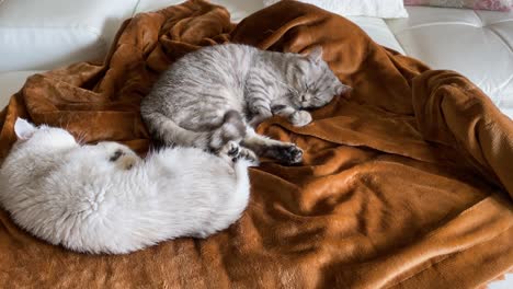 wide-view-of-funny-couple-cute-cats-sleeping-on-the-couch-in-home