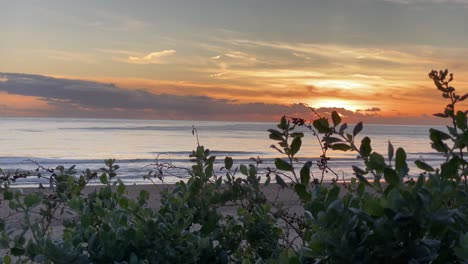 Nahaufnahme-Von-Grünen-Pflanzen-Am-Meer-Bei-Sonnenuntergang,-Unscharfer-Hintergrund-Mit-Orangefarbener-Himmelfarbe-Und-Perfekten-Wellen