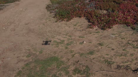 Close-up-of-brown-field-controlling-a-drone-shadow-flying-above-the-field