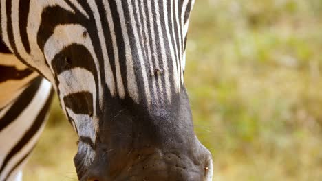 Macro-shot-of-flys-walking-over-a-zebra's-nose-and-face-making-it-twitch