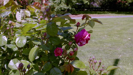 Close-up-of-roses-in-a-garden-in-the-wind