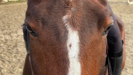 Close-up-of-horse-head-and-eyes-of-white-and-brown-horse-with-bridle-and-unrecognizable-jockey-on-saddle