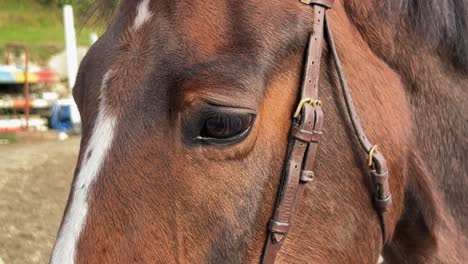 Close-up-of-horse-head-and-eye-of-white-and-brown-horse-with-bridle-in-ranch