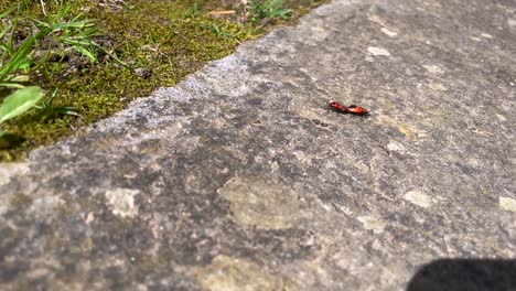 Couple-of-Firebugs-walking-into-stone-floor-stuck-together,-Tiny-insects,-Pan-shot