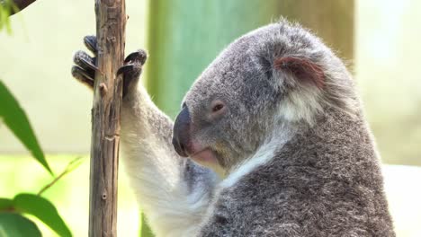 Profil-Nahaufnahme-Eines-Süßen-Koalas,-Phascolarctos-Cinereus,-Lässt-Einen-Plötzlichen-Schockierenden-Tropfen-Auf-Den-Baum-Fallen,-Während-Er-Tagsüber-Noch-Eindöst