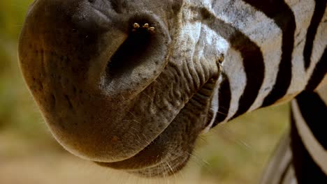 Macros-shot-of-flies-walking-over-a-zebras-nose-and-mouth-in-the-wild