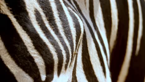 Macros-shot-of-a-zebras-eye-with-flies-annoying-it-making-it-twitch