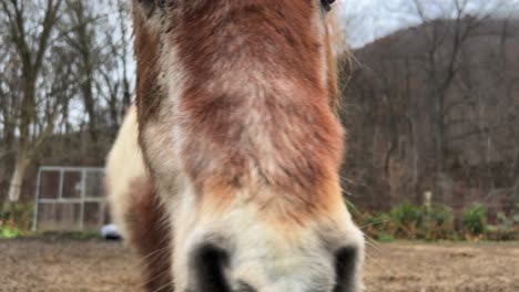 Schönes-Braunes-Pony,-Das-In-Richtung-Kamera-Geht