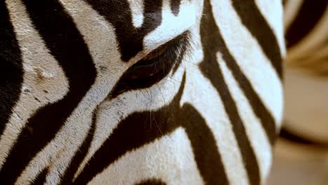 Panning-shot-from-a-zebra's-ears-to-its-eyes-with-flies-flying