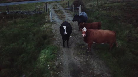 Brown-and-black-cows-in-connemara,-ireland,-aerial-view