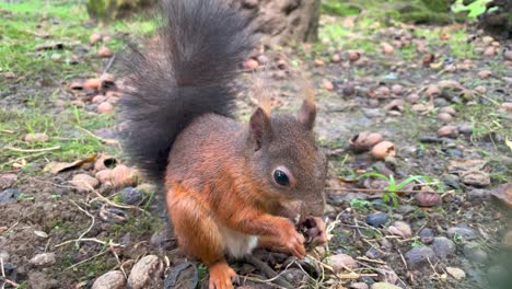 Cute-red-squirrel-with-bushy-tail-eating-nut,-floor-full-of-shells,-Close-up-shot