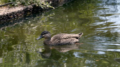 Little-Duck-swim-on-water
