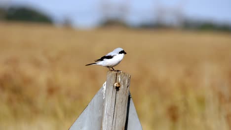 Static-shot-of-a-Lesser-Grey-Shrike-standing-on-top-of-a-sign