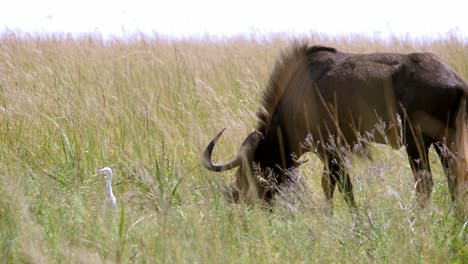 Static-shot-of-a-wildebeest-grazing-on-the-long-grass-in-the-African-plains