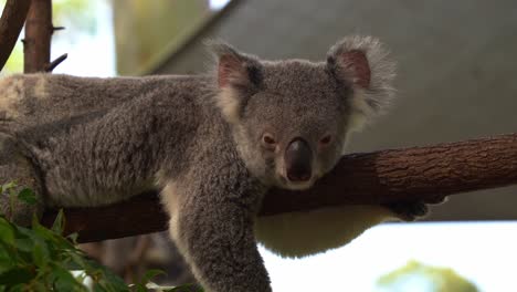 Arboreal-herbivorous-marsupial,-cute-koala,-phascolarctos-cinereus-lying-on-its-tummy,-hanging-on-top-of-a-horizontal-tree-trunk,-chilling-and-relaxing-during-the-day
