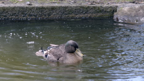 A-black-duck-bathed-in-ditch-water