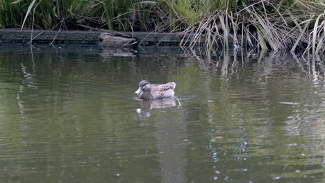 Adult-Ducks-swimming-on-water
