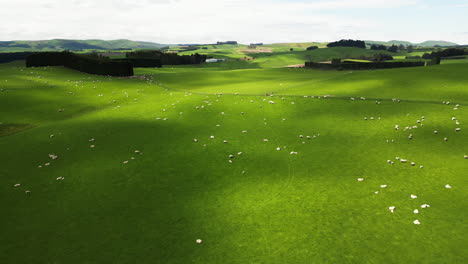 Majestätische-Schafherde,-Die-Auf-Endlosen-Grünen-Wiesen-Von-Neuseeland-Weiden,-Luftbild