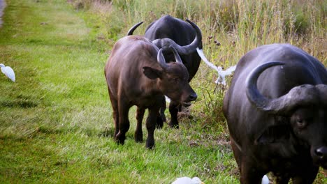 Tracking-shot-of-a-herd-of-buffalos-walking-along-the-grass-with-egrets-following