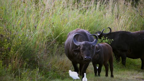 Face-on-shot-of-a-family-of-buffalo-walking-next-to-a-road-with-egrets-beside