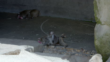 Primatenleben-In-Einem-Zookäfig