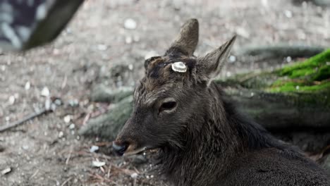 Retrato-De-Ciervos-Sika-Descansando-En-El-Parque-De-Nara,-Japón